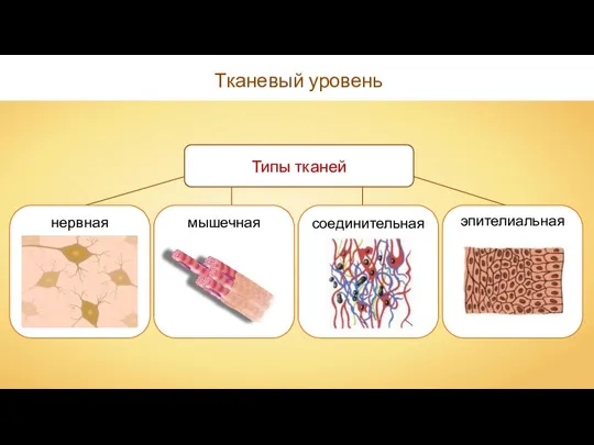 Тканевый уровень Типы тканей