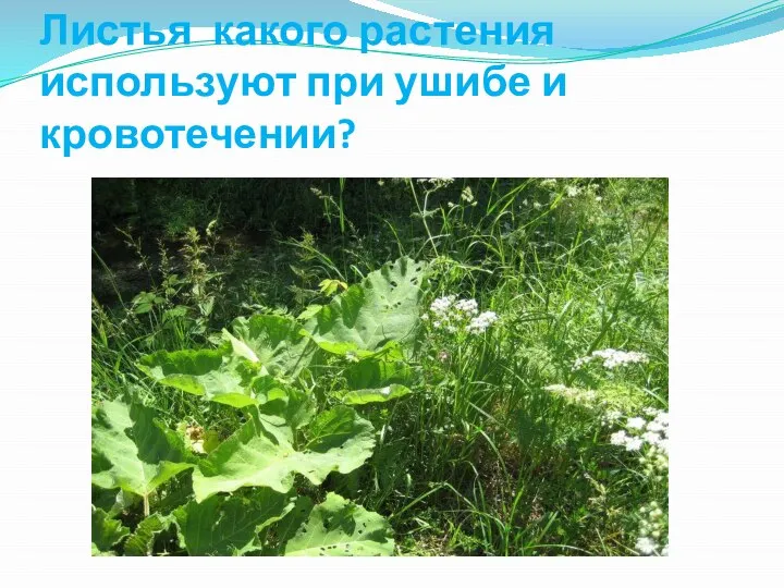 Листья какого растения используют при ушибе и кровотечении?