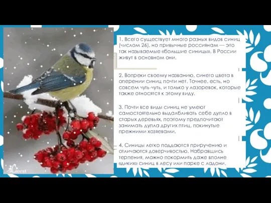 1. Всего существует много разных видов синиц (числом 26), но привычные россиянам