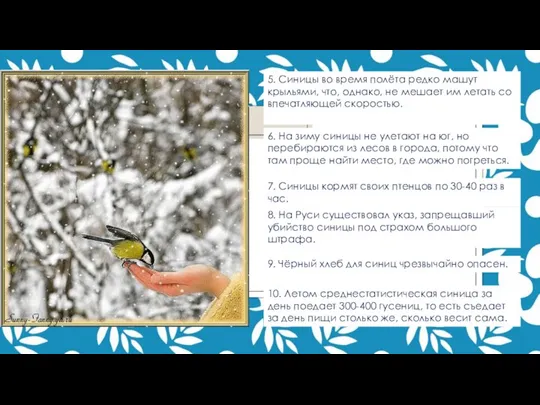 5. Синицы во время полёта редко машут крыльями, что, однако, не мешает