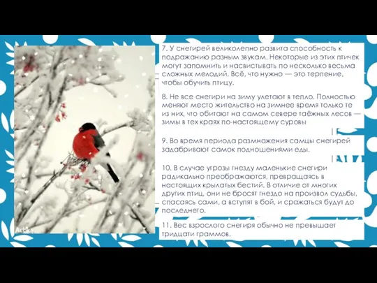 7. У снегирей великолепно развита способность к подражанию разным звукам. Некоторые из