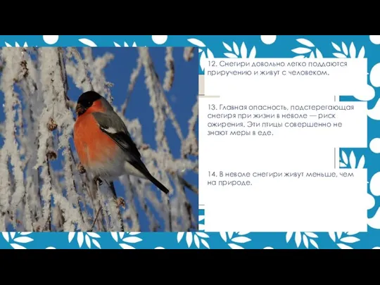 12. Снегири довольно легко поддаются приручению и живут с человеком. 13. Главная