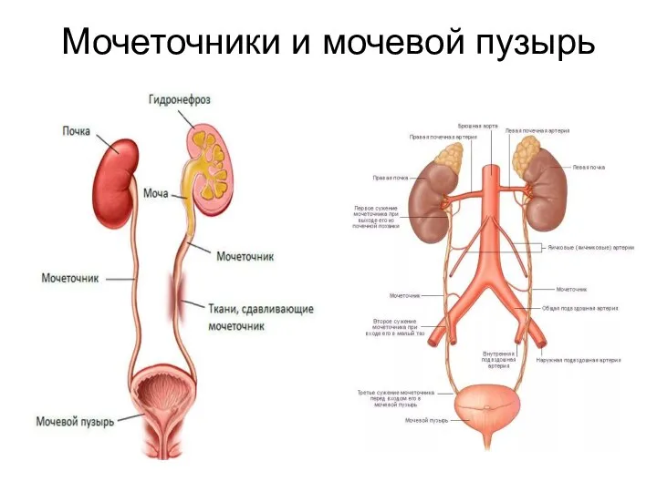 Мочеточники и мочевой пузырь