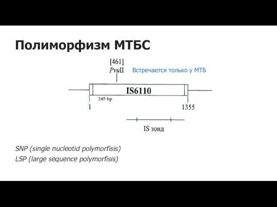 Полиморфизм МТБС SNP (single nucleotid polymorfisis) LSP (large sequence polymorfisis)