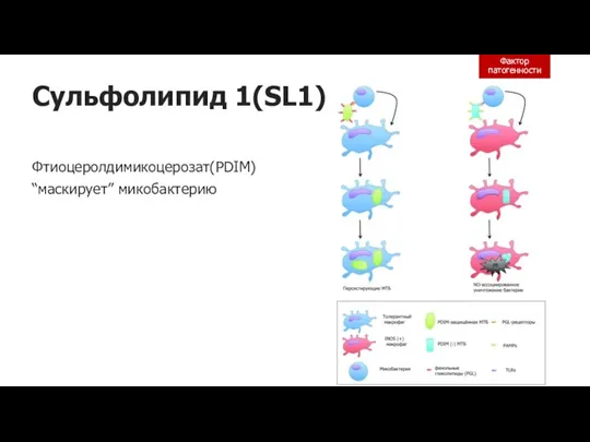 Сульфолипид 1(SL1) Фтиоцеролдимикоцерозат(PDIM) “маскирует” микобактерию Фактор патогенности