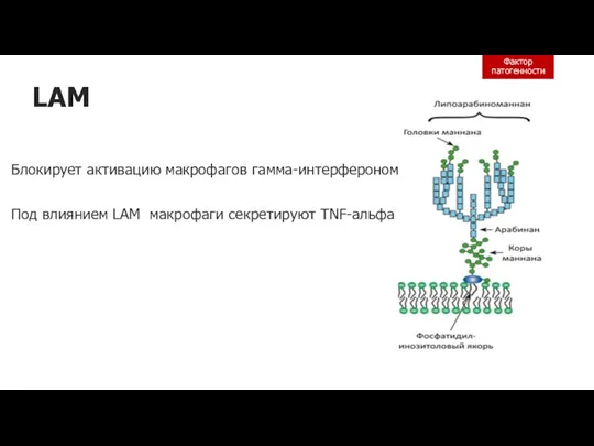 LAM Блокирует активацию макрофагов гамма-интерфероном Под влиянием LAM макрофаги секретируют TNF-альфа и IL-10 Фактор патогенности