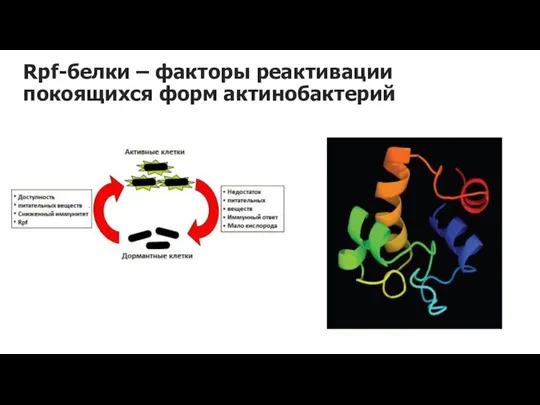 Rpf-белки – факторы реактивации покоящихся форм актинобактерий