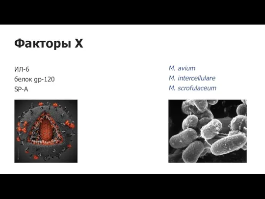 Факторы Х M. avium M. intercellulare M. scrofulaceum ИЛ-6 белок gp-120 SP-A