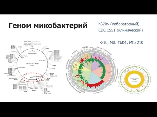Геном микобактерий h37Rv (лабораторный), CDC 1551 (клинический) K-10, Mtb TbD1, Mtb 210