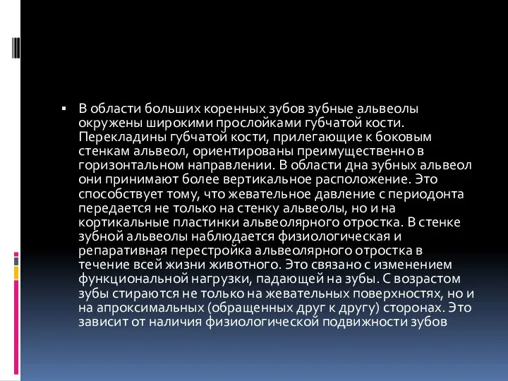 В области больших коренных зубов зубные альвеолы окружены широкими прослойками губчатой кости.