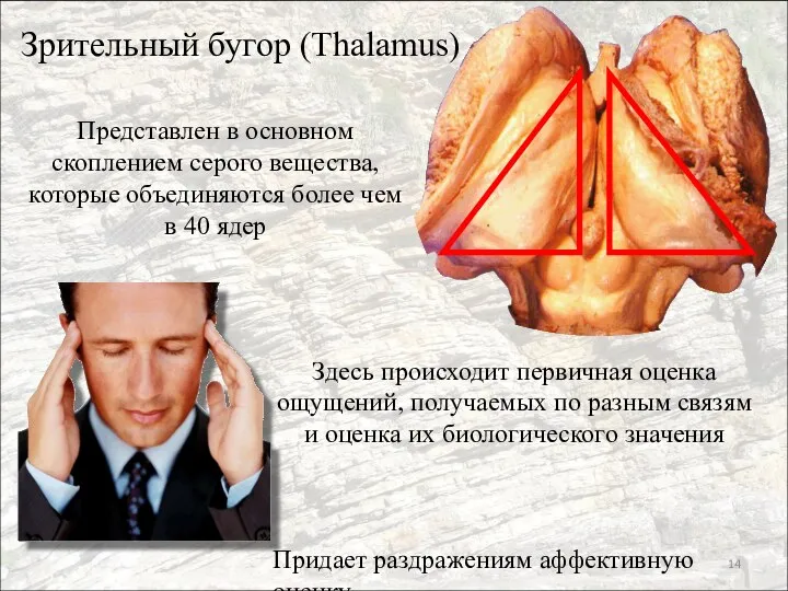 Зрительный бугор (Thalamus) Представлен в основном скоплением серого вещества, которые объединяются более