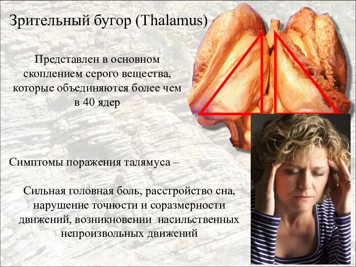 Зрительный бугор (Thalamus) Представлен в основном скоплением серого вещества, которые объединяются более