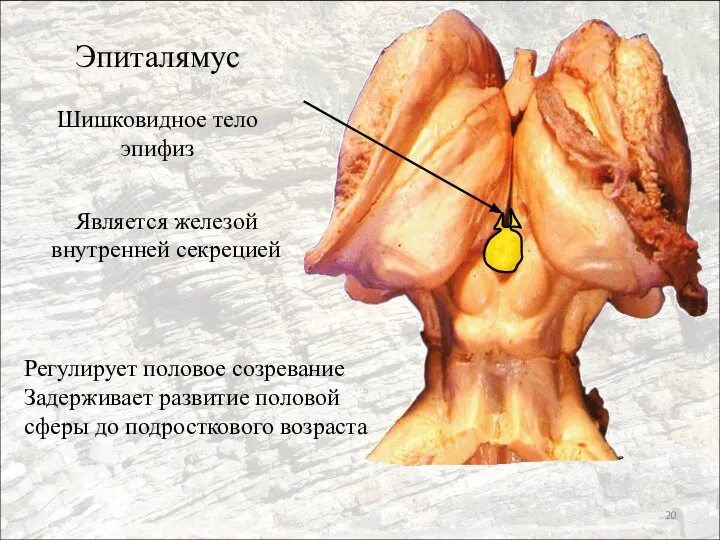 Эпиталямус Шишковидное тело эпифиз Является железой внутренней секрецией Регулирует половое созревание Задерживает