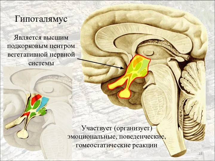 Гипоталямус Является высшим подкорковым центром вегетативной нервной системы Участвует (организует) эмоциональные, поведенческие, гомеостатические реакции