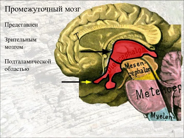 Промежуточный мозг Представлен Зрительным мозгом Подталамической областью