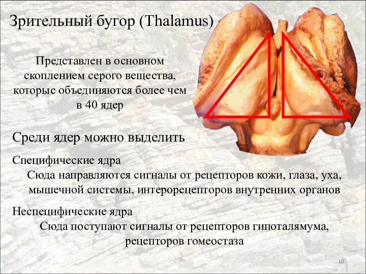 Зрительный бугор (Thalamus) Представлен в основном скоплением серого вещества, которые объединяются более