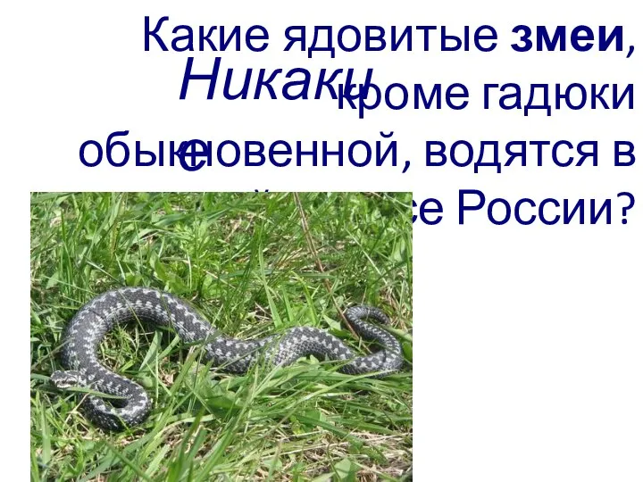 Какие ядовитые змеи, кроме гадюки обыкновенной, водятся в средней полосе России? Никакие