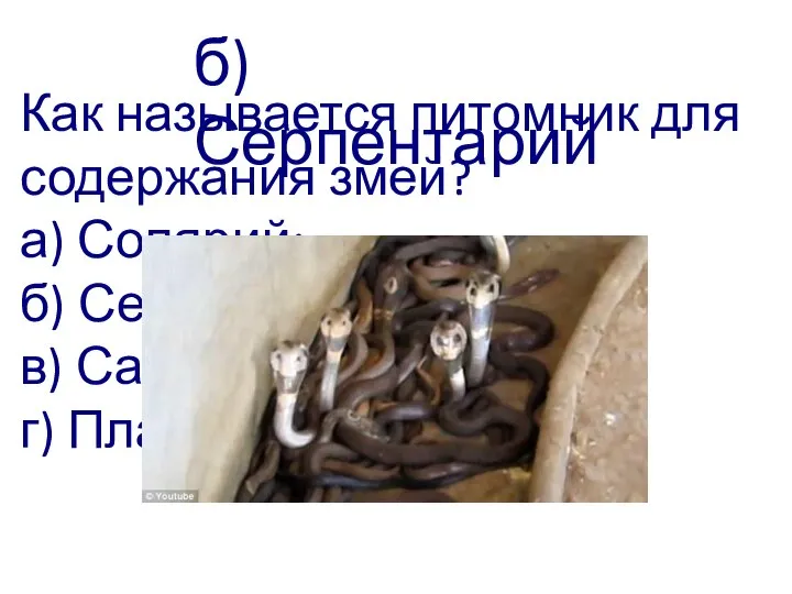 Как называется питомник для содержания змей? а) Солярий; б) Серпентарий; в) Санаторий; г) Планетарий. б) Серпентарий