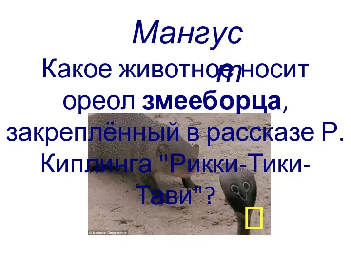 Какое животное носит ореол змееборца, закреплённый в рассказе Р. Киплинга "Рикки-Тики-Тави"? Мангуст