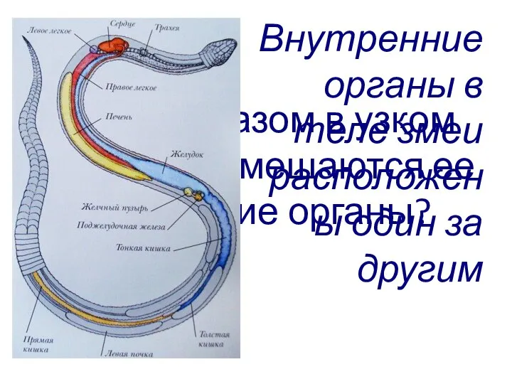 Каким образом в узком теле змеи умещаются ее внутренние органы? Внутренние органы