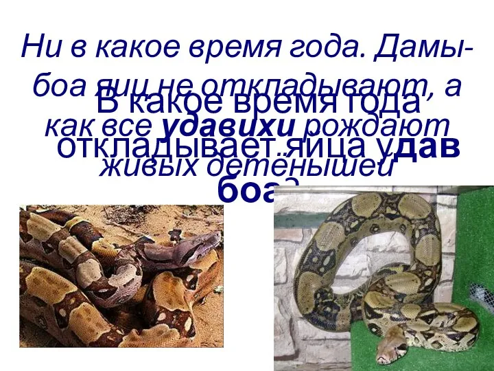 В какое время года откладывает яйца удав боа? Ни в какое время