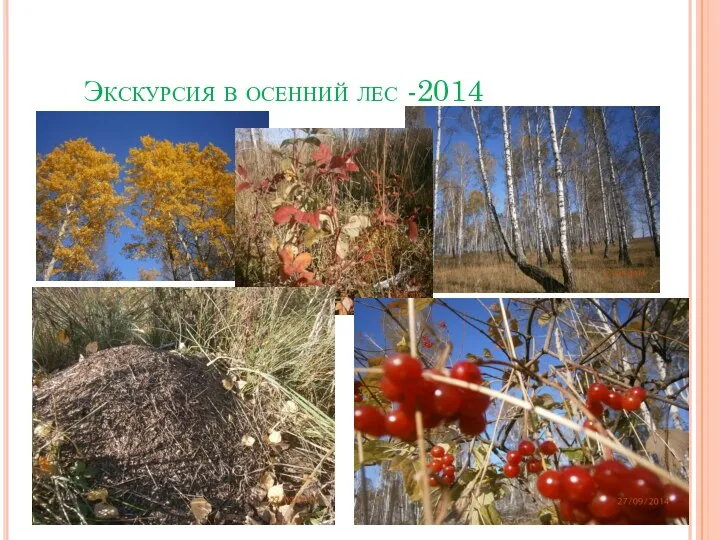 Экскурсия в осенний лес -2014