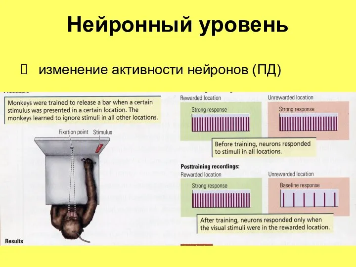 Нейронный уровень изменение активности нейронов (ПД)