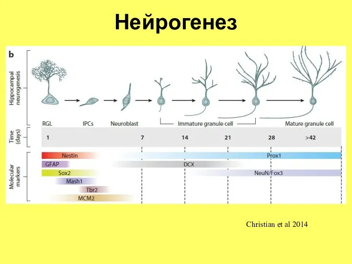 Нейрогенез Christian et al 2014