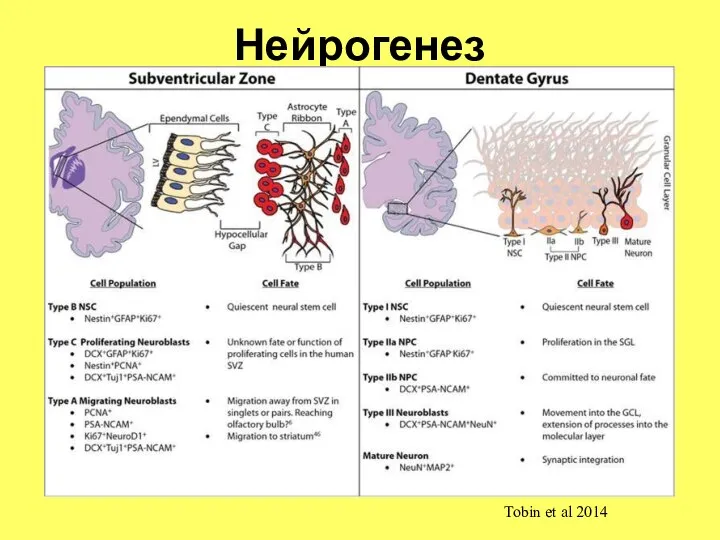 Нейрогенез Tobin et al 2014