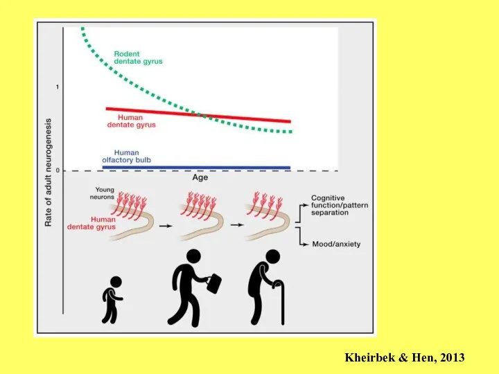 Нейрогенез Kheirbek & Hen, 2013