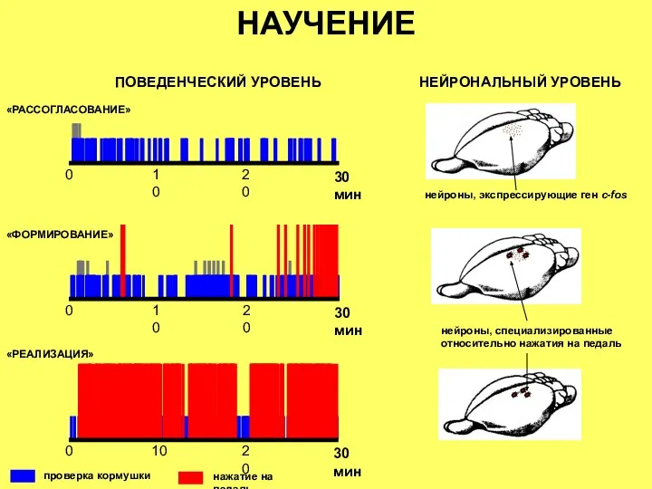 НАУЧЕНИЕ «РАССОГЛАСОВАНИЕ» «ФОРМИРОВАНИЕ» «РЕАЛИЗАЦИЯ» ПОВЕДЕНЧЕСКИЙ УРОВЕНЬ НЕЙРОНАЛЬНЫЙ УРОВЕНЬ нейроны, специализированные относительно нажатия