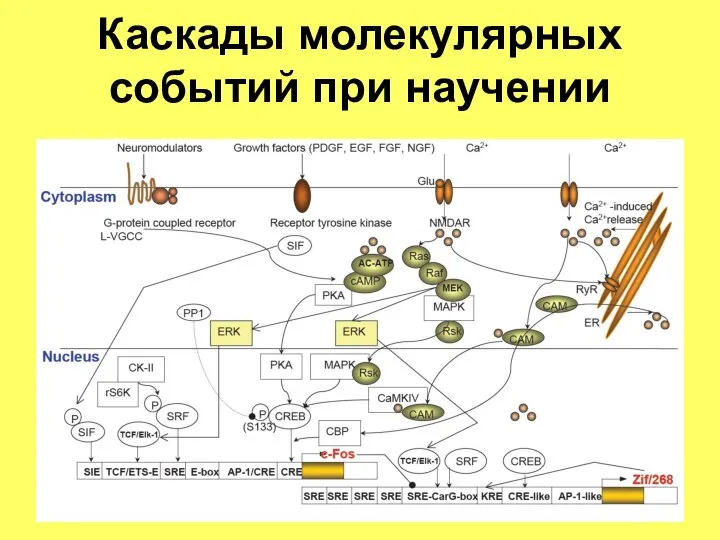 Каскады молекулярных событий при научении