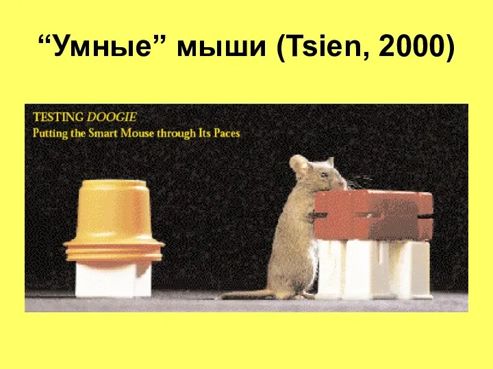 “Умные” мыши (Tsien, 2000)