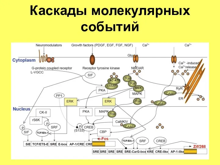 Каскады молекулярных событий