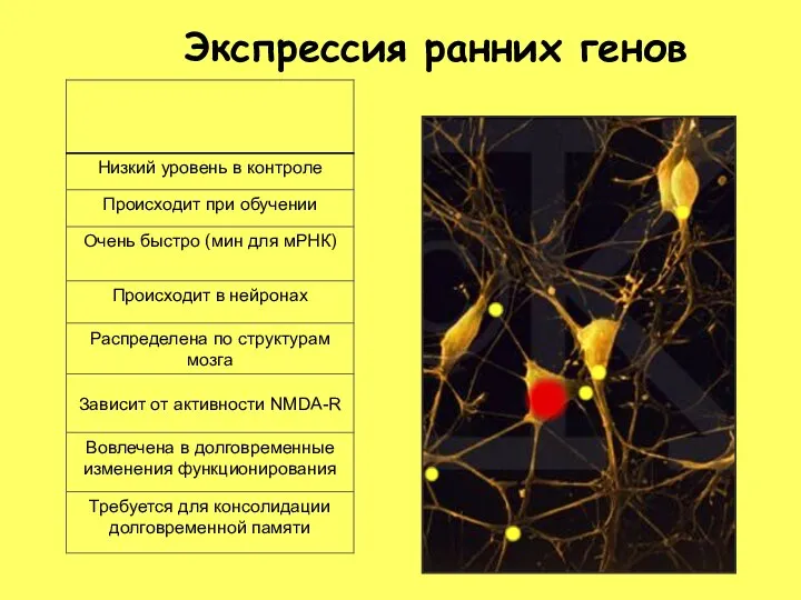 Экспрессия ранних генов