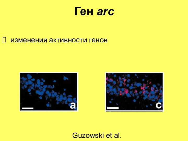 Ген аrc изменения активности генов Guzowski et al.