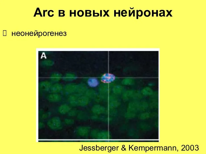 Arc в новых нейронах неонейрогенез Jessberger & Kempermann, 2003