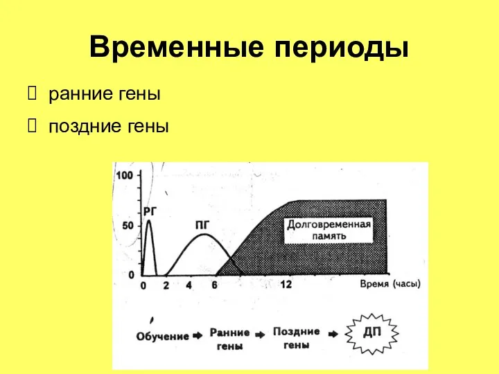 Временные периоды ранние гены поздние гены