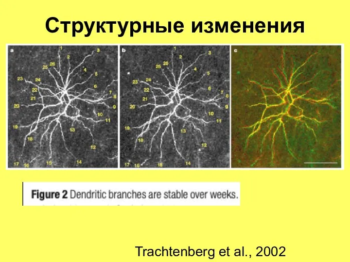 Структурные изменения Trachtenberg et al., 2002