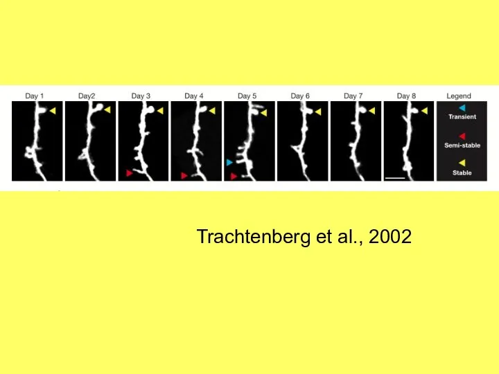 Trachtenberg et al., 2002