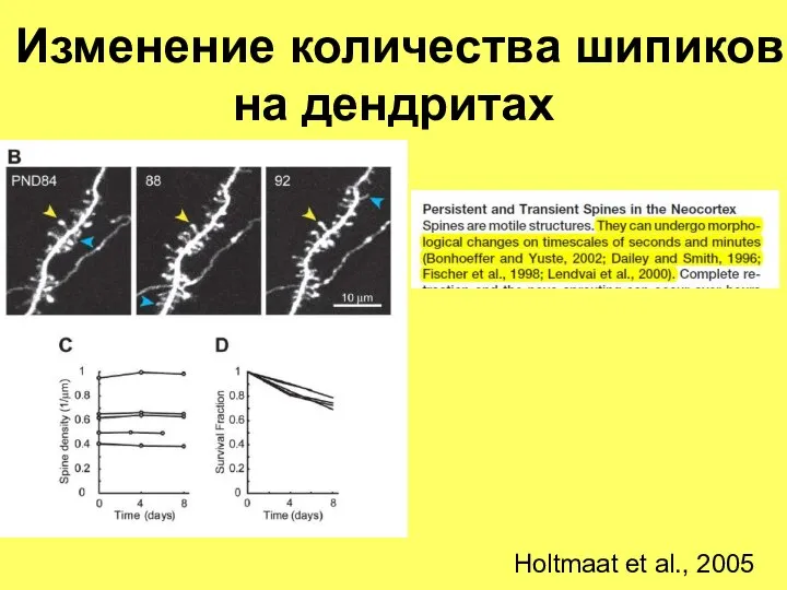 Изменение количества шипиков на дендритах Holtmaat et al., 2005