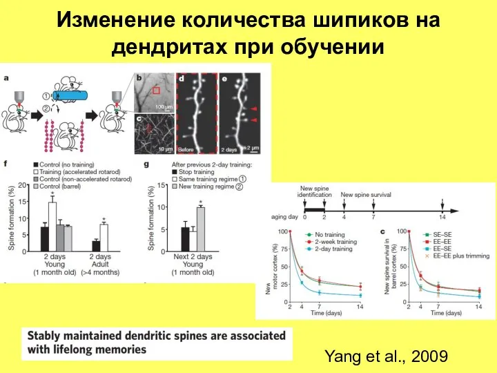 Изменение количества шипиков на дендритах при обучении Yang et al., 2009