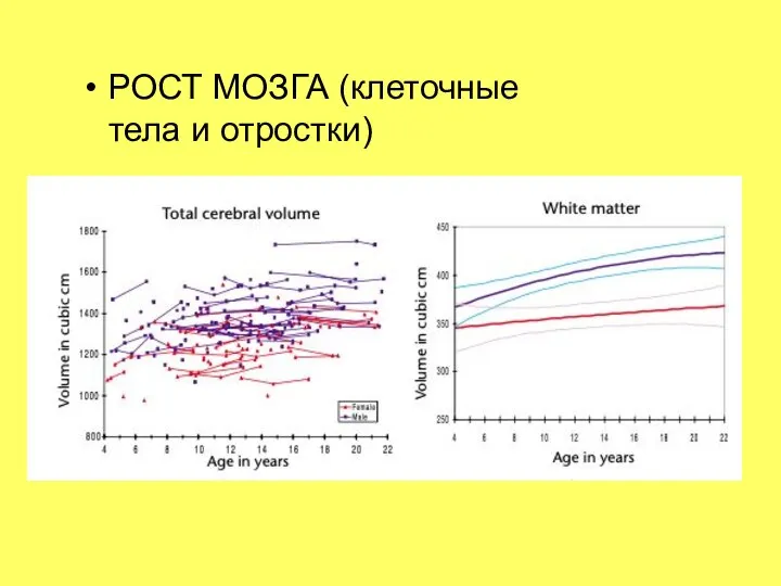 РОСТ МОЗГА (клеточные тела и отростки)