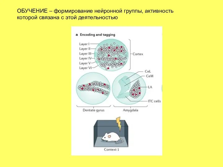 ОБУЧЕНИЕ – формирование нейронной группы, активность которой связана с этой деятельностью