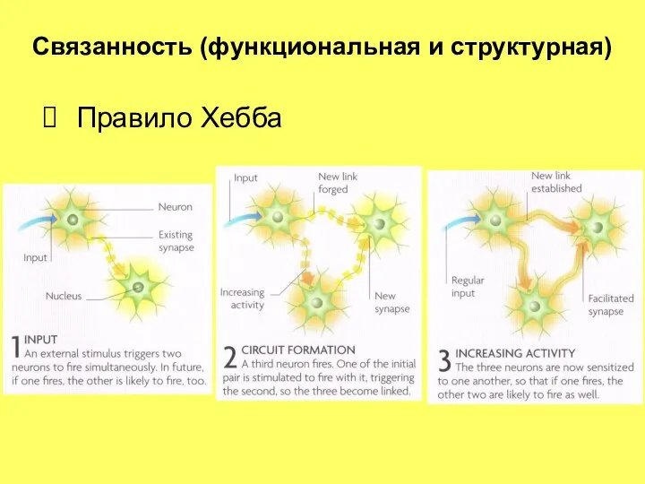 Связанность (функциональная и структурная) Правило Хебба