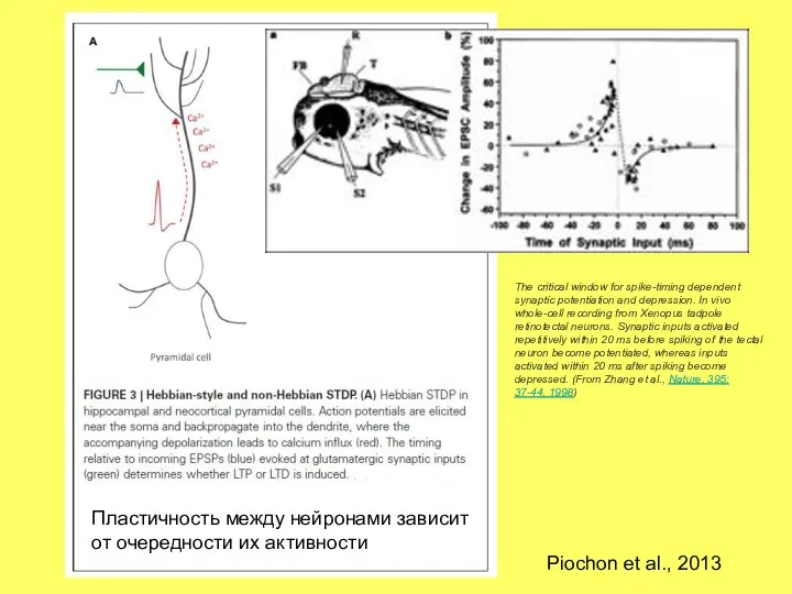 The critical window for spike-timing dependent synaptic potentiation and depression. In vivo