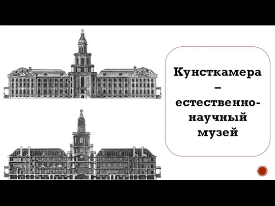 Кунсткамера – естественно-научный музей