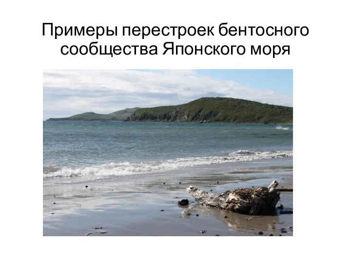 Примеры перестроек бентосного сообщества Японского моря