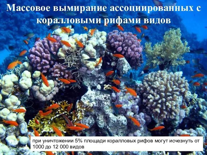 Массовое вымирание ассоциированных с коралловыми рифами видов при уничтожении 5% площади коралловых