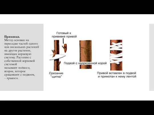 Прививка. Метод основан на пересадке частей одного или нескольких растений на другое